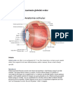 Anatomie Oculara
