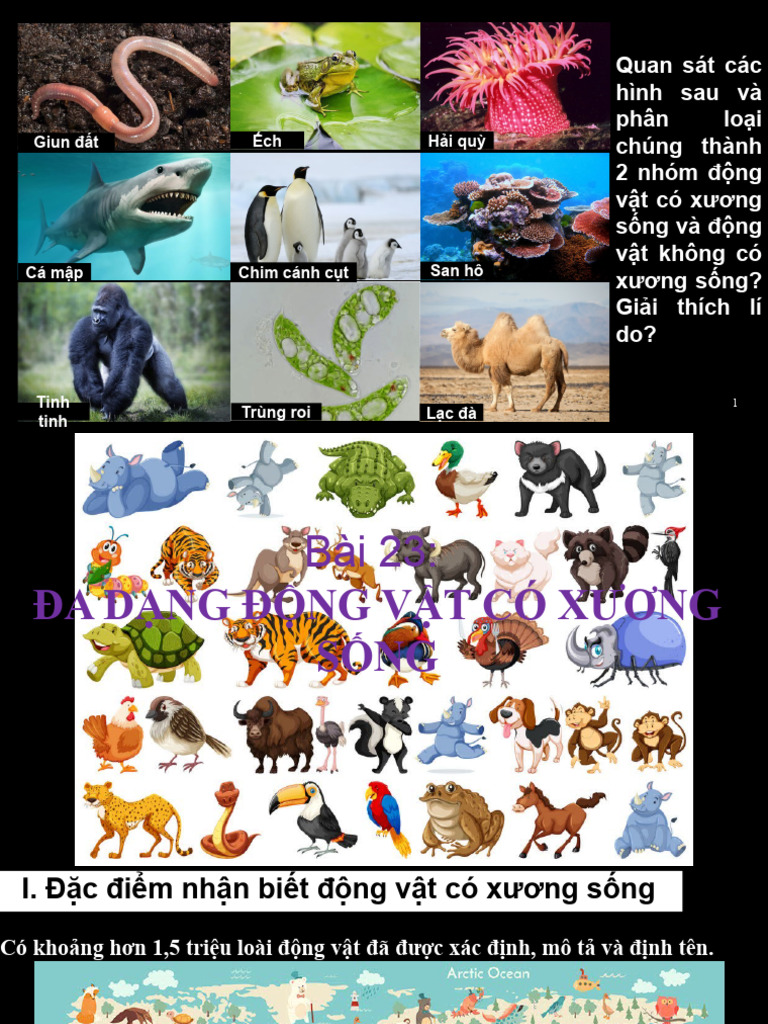 CD Bai 23 Da Dang Dong Vat Co Xuong Song | PDF