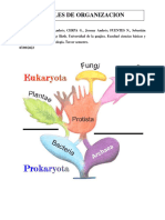 Niveles de Organizacion