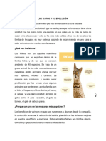 Reportaje de Los Gatos - Matias Adué