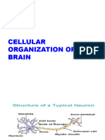 Neural Basis 3. Cellular Organiztion