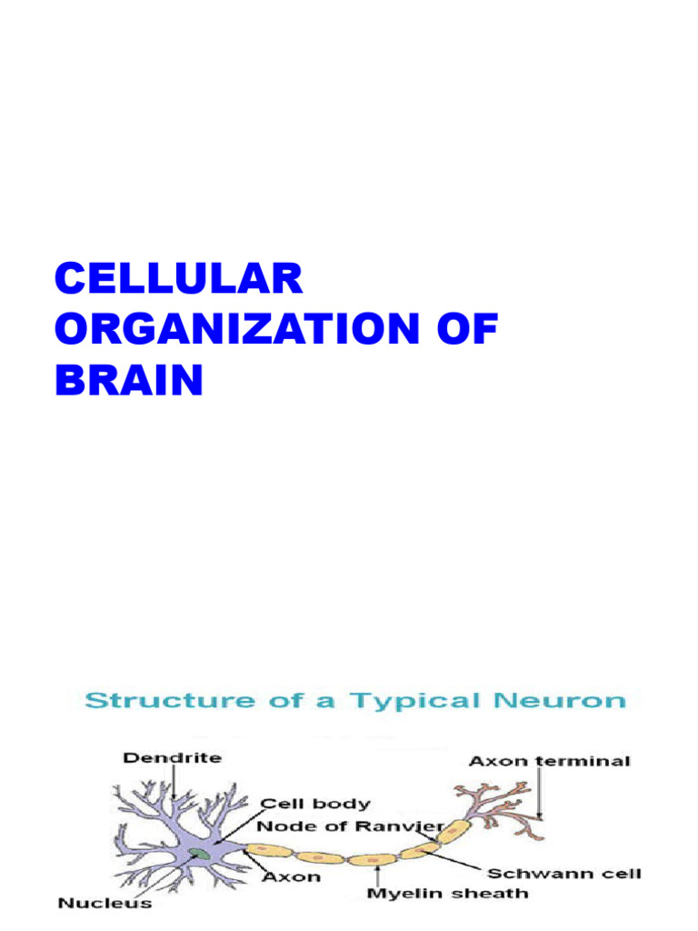 Cellular Organization of the Brain | PDF | Neurotransmitter | Neuron