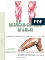 Músculos Del Muslo