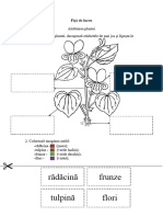 Planta