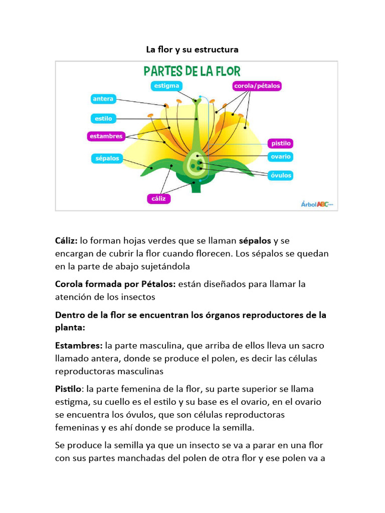 La flor y su estructura (4) | PDF | Flores | Reproducción sexual