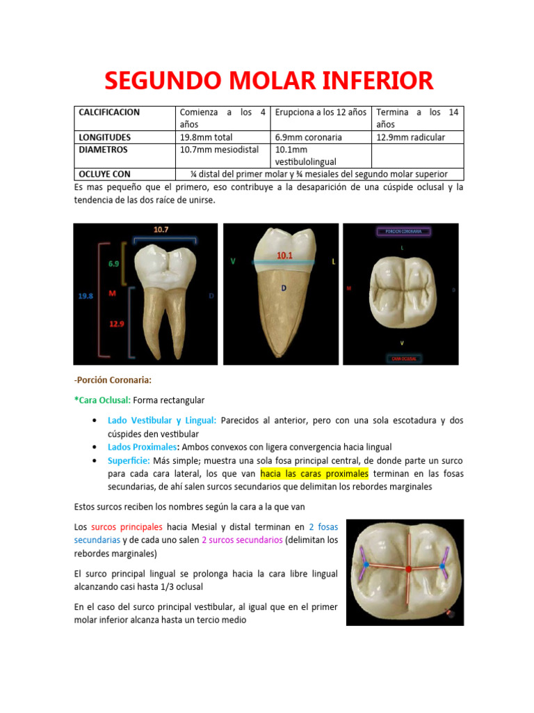 Anatomía del Segundo Molar Inferior | PDF | Artes del Lenguaje y ...