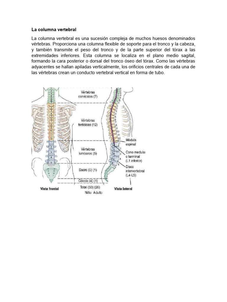 Anatomía y Función de la Columna Vertebral | PDF | La columna vertebral ...