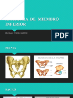 Anatomia de Miembro Inferior