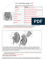 3 - Exrection Worksheet Key