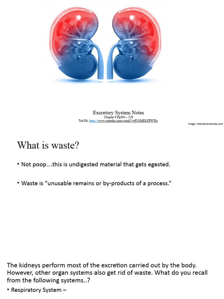 3 - Excretion Notes | Download Free PDF | Kidney | Urinary System