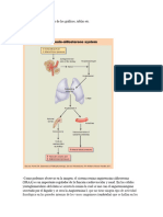 Pulmonar Sistem