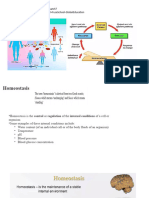 Excretion 2 (Homeostasis)