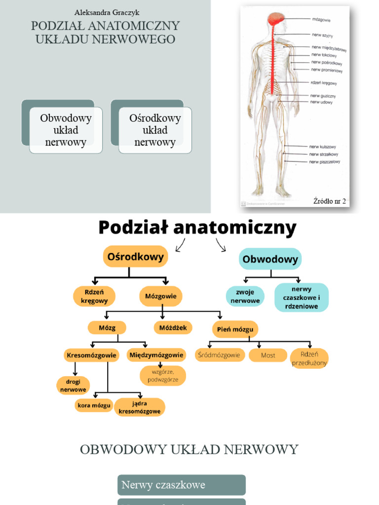 podzia-anatomiczny-uk-adu-nerwowego-pdf