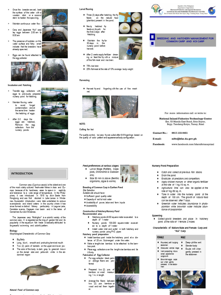 Breeding and Hatching Common Carp Guide | PDF | Spawn (Biology)