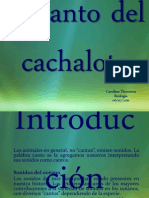 El Canto Del Cachalote