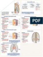 Anatomy of Thoracic Cage and Diaphragm