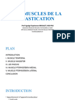 Les Muscles de La Mastication