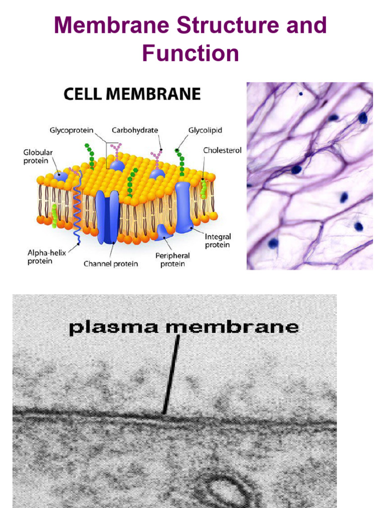 Cell Membrane | PDF | Cell Membrane | Cell Biology