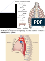 嘉義長庚呼吸照護 lung