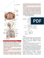 SEMIOLOGIA - Exame Fã Sico Respiratã Rio