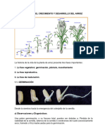 Articulo. Etapas de Crecimiento y Desarrollo del Arroz