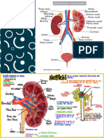 Sistema Renal, Vias Urinrias y Aparato Reproductor