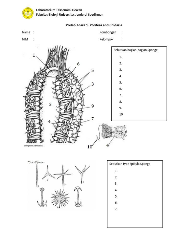A-Prelab Acara 1. Porifera Dan Cnidaria | PDF