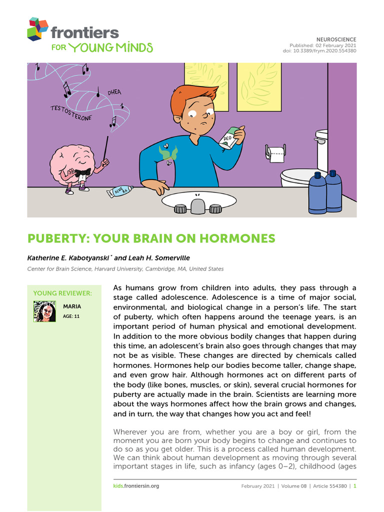 Endocrine System | PDF | Puberty | Androgen