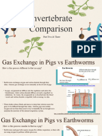 Invertebrate Comparison