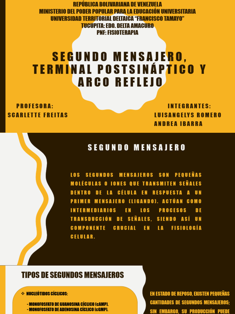 Segundo Mensajero y Terminal Postsináptico | PDF | Sistema nervioso ...