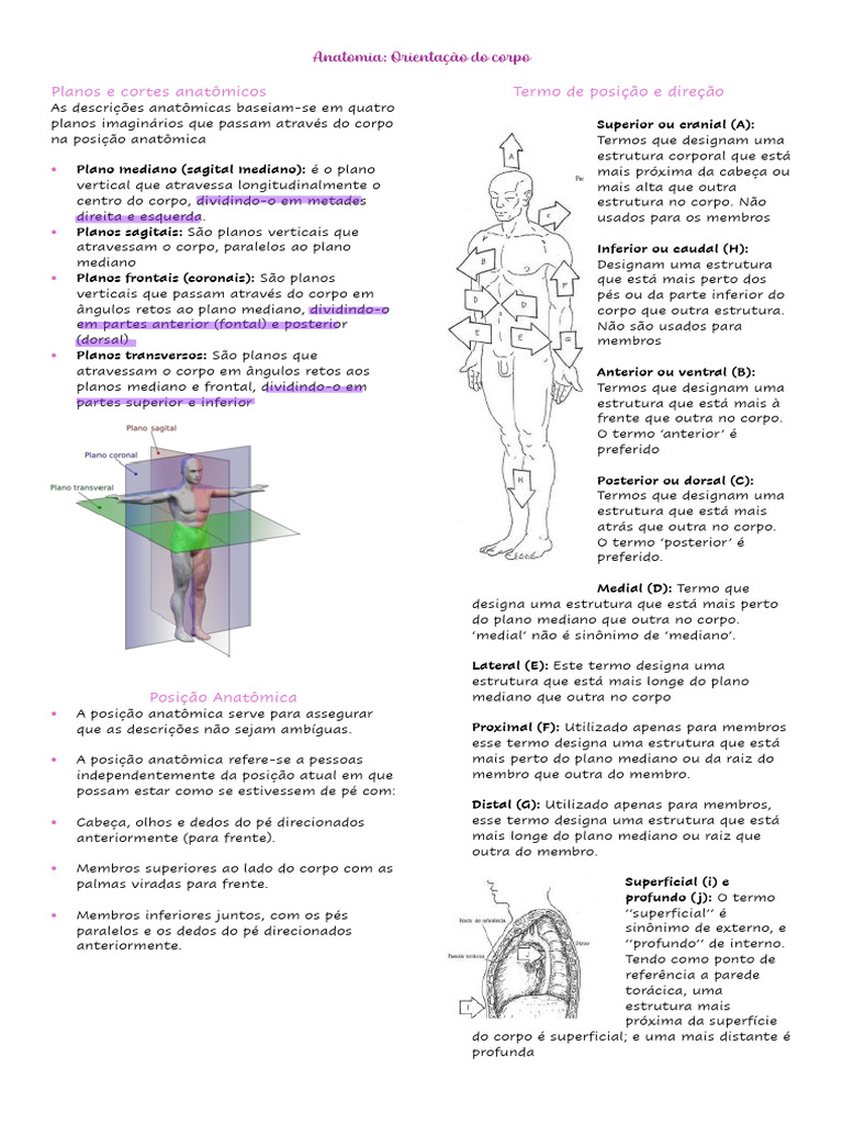 Planos E Posições Anatômicas Pdf Esqueleto Osso
