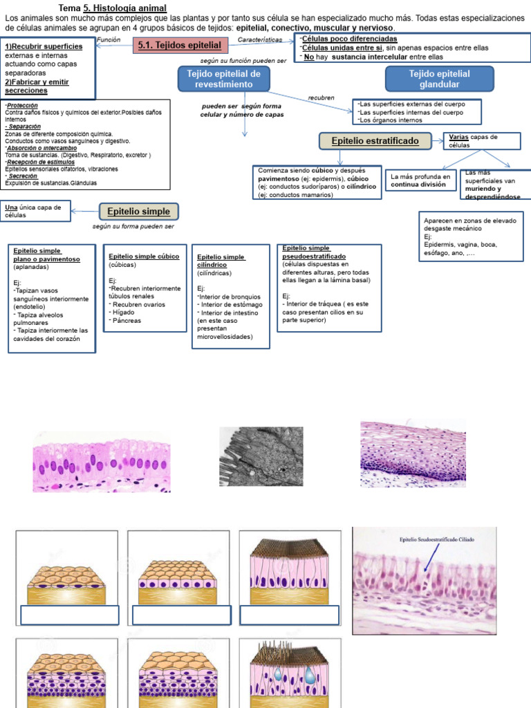 Tema 5 Histología Animal | PDF | Sinapsis | Neurona