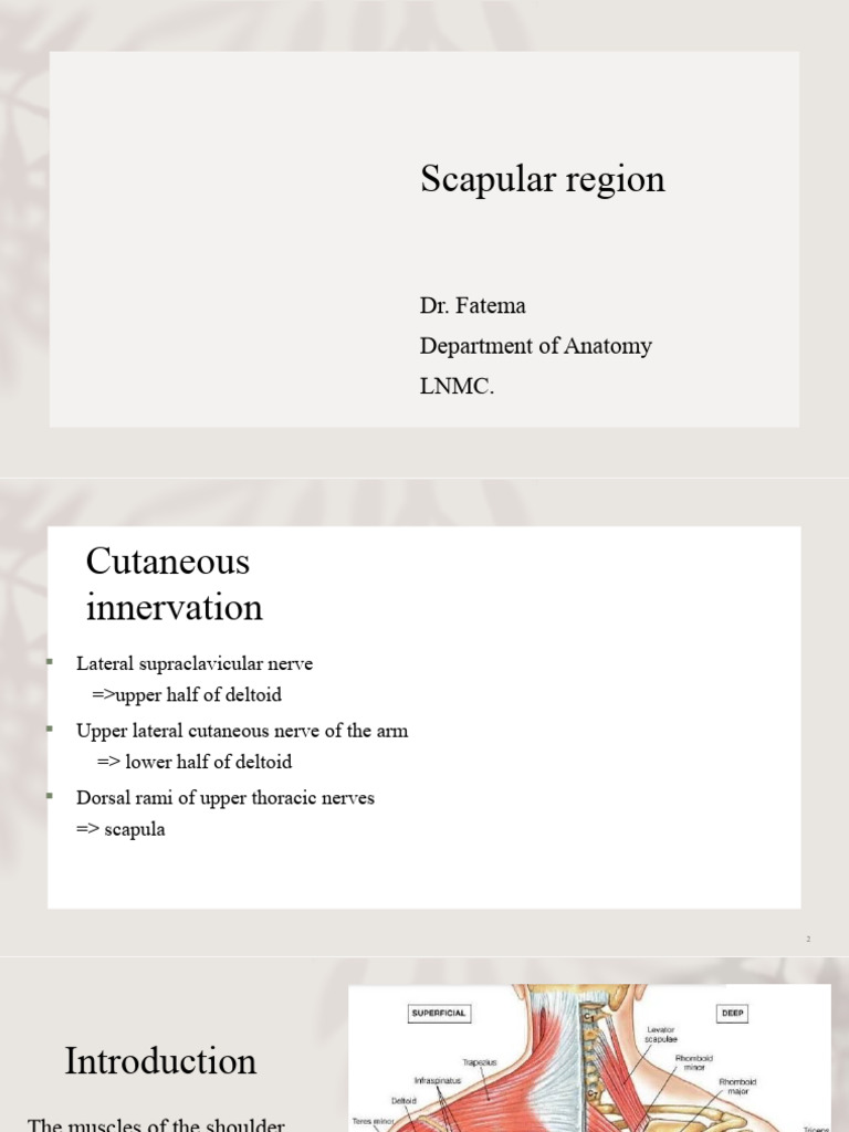 Scapular Region Anatomy and Muscles | PDF | Arm | Anatomy