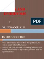 Testis and Epididymis