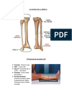 Seminario Eeii (Pierna)