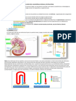 Fisiología Del Glomérulo Renal - Sergio Rodríguez