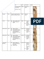 Musculatura de Cadera y Rodilla