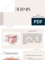 Dermis