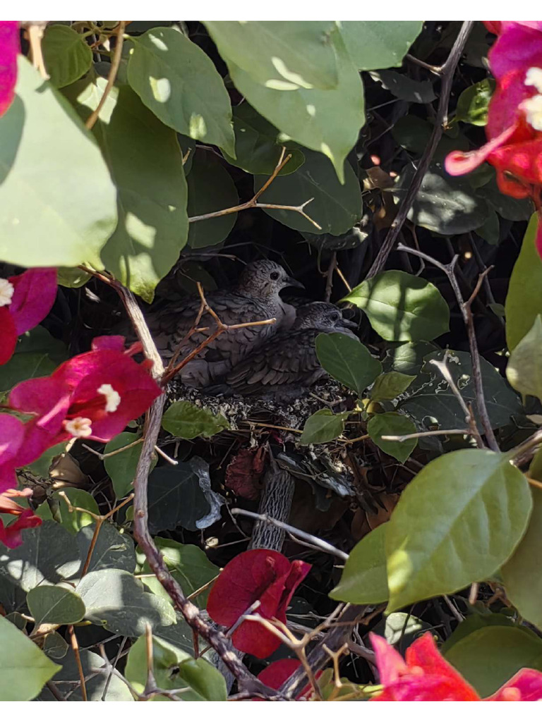 Some Birds in The Tree | PDF