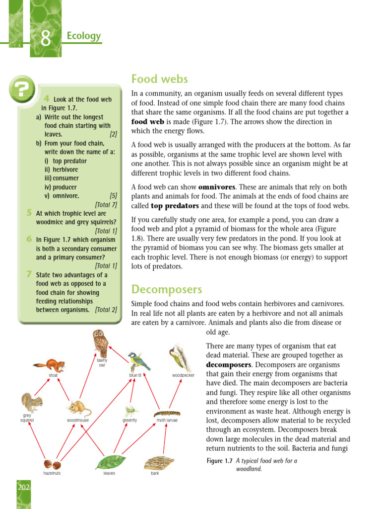 Understanding Food Chains and Webs | PDF | Food Web | Foods