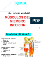 15 Musc Del Miembro Inferior