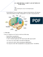 KHỐI CHỨC NĂNG Thứ 2 CỦA NÃO