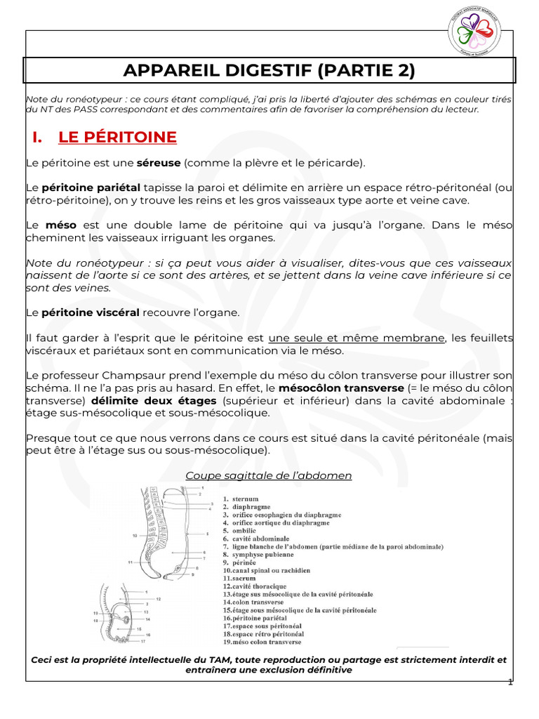 Schéma du péritoine et appareil digestif | PDF | Rectum | Péritoine