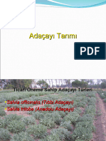 Adaçayı Tarımı Yeni