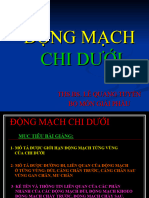 Động Mạch Chi Dưới