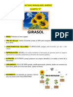 Vaca Girasol