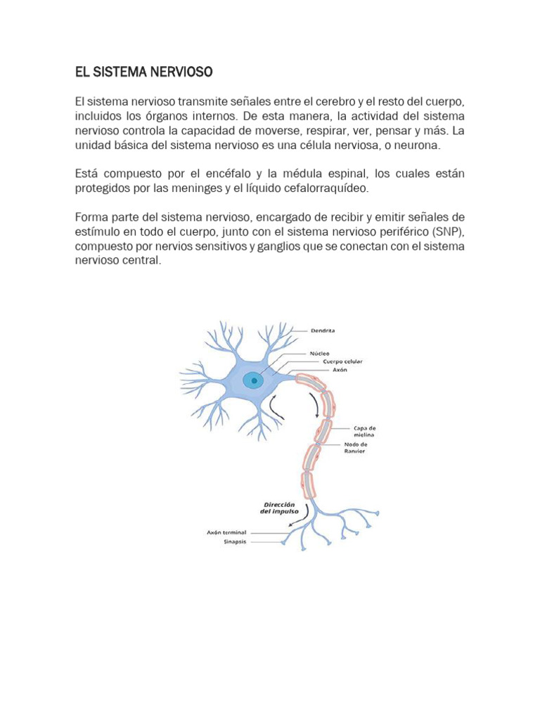 El Sistema Nervioso | PDF | Sistema nervioso | Neurona