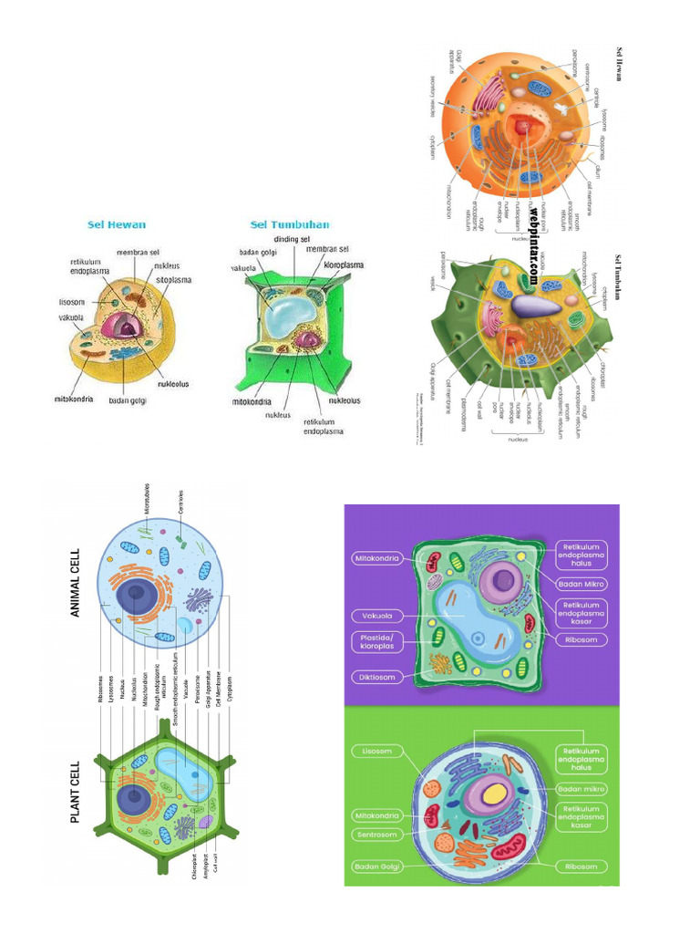 Sel | PDF