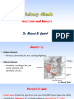 Salivary Glands: Anatomy and Tumors