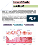 Trastornos Del Ciclo Menstrual Resumen